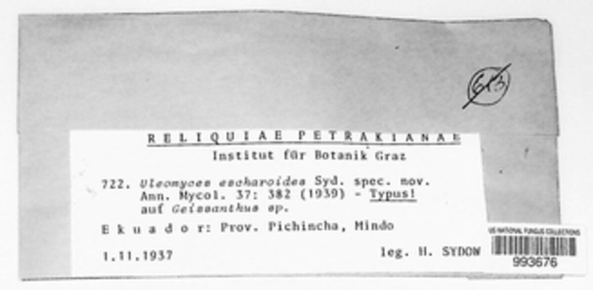 Anhellia escharoides image